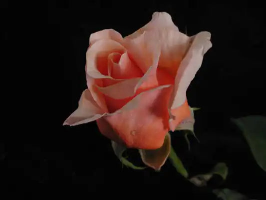 MR007 Bush Roses Iced Ginger