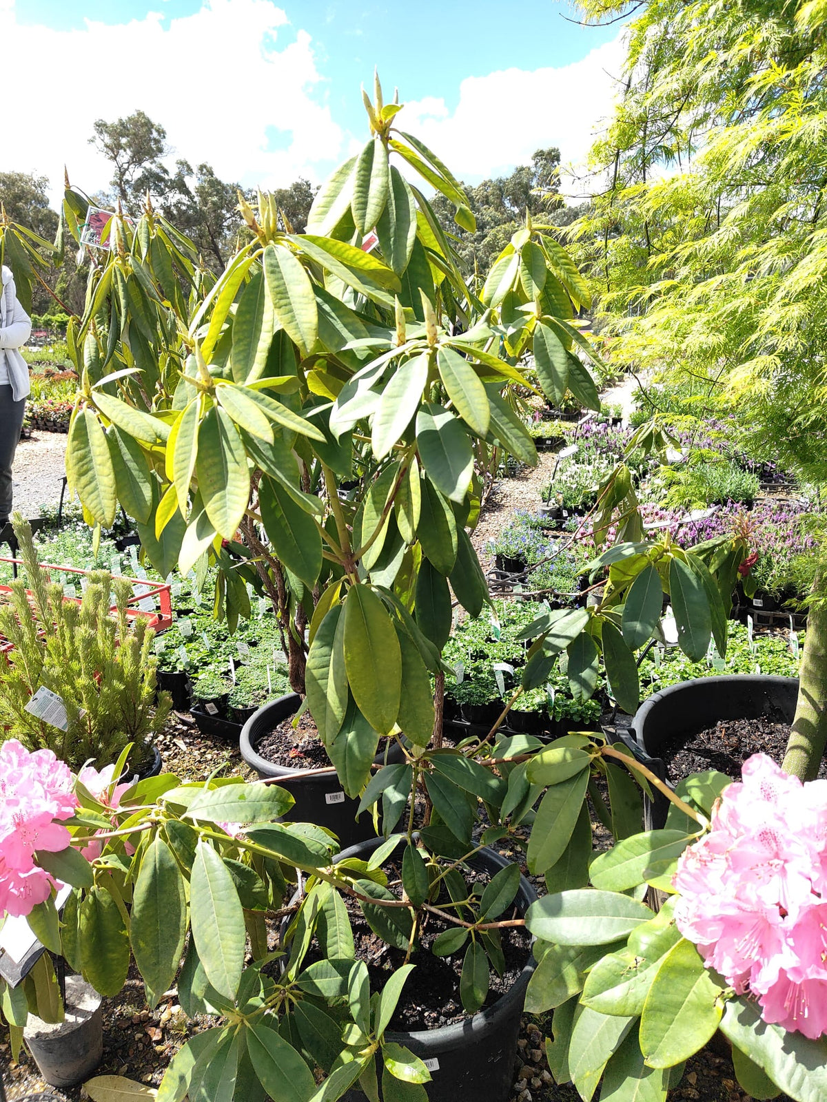 PL0079 Rhododendron, Rhododendron hybrida, 杂交杜鹃, 40 cm Pot