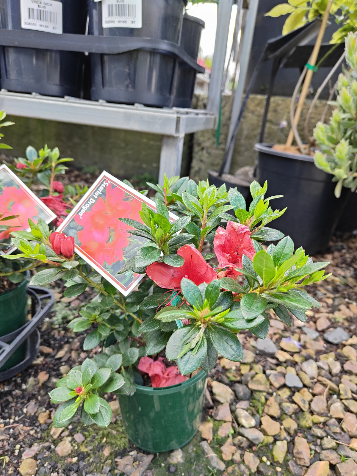 PL0075 Azalea, Azalea hybrida Scarlet Dragon, 杜鹃花, 12 cm Pot