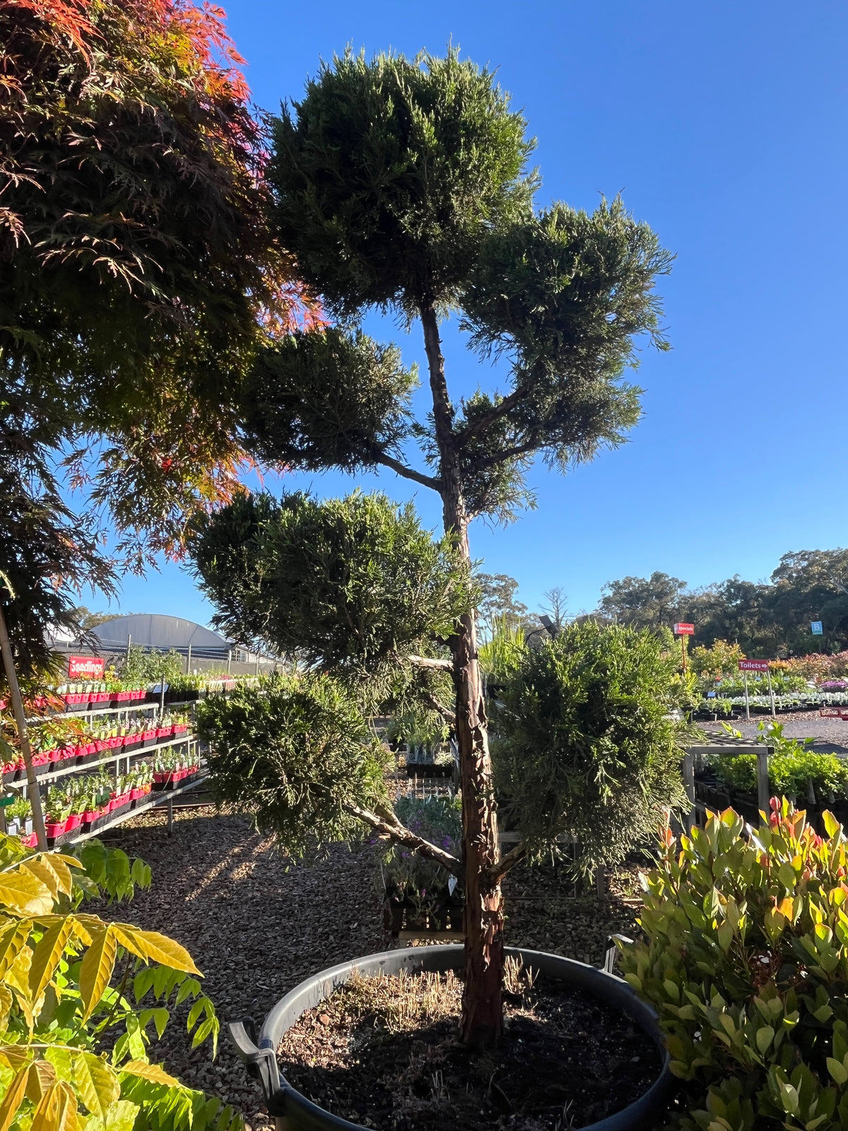 PL0094 Chinese Juniper, Conifer, Juniperus chinensis Keteleeri, 桧柏, 100L Pot