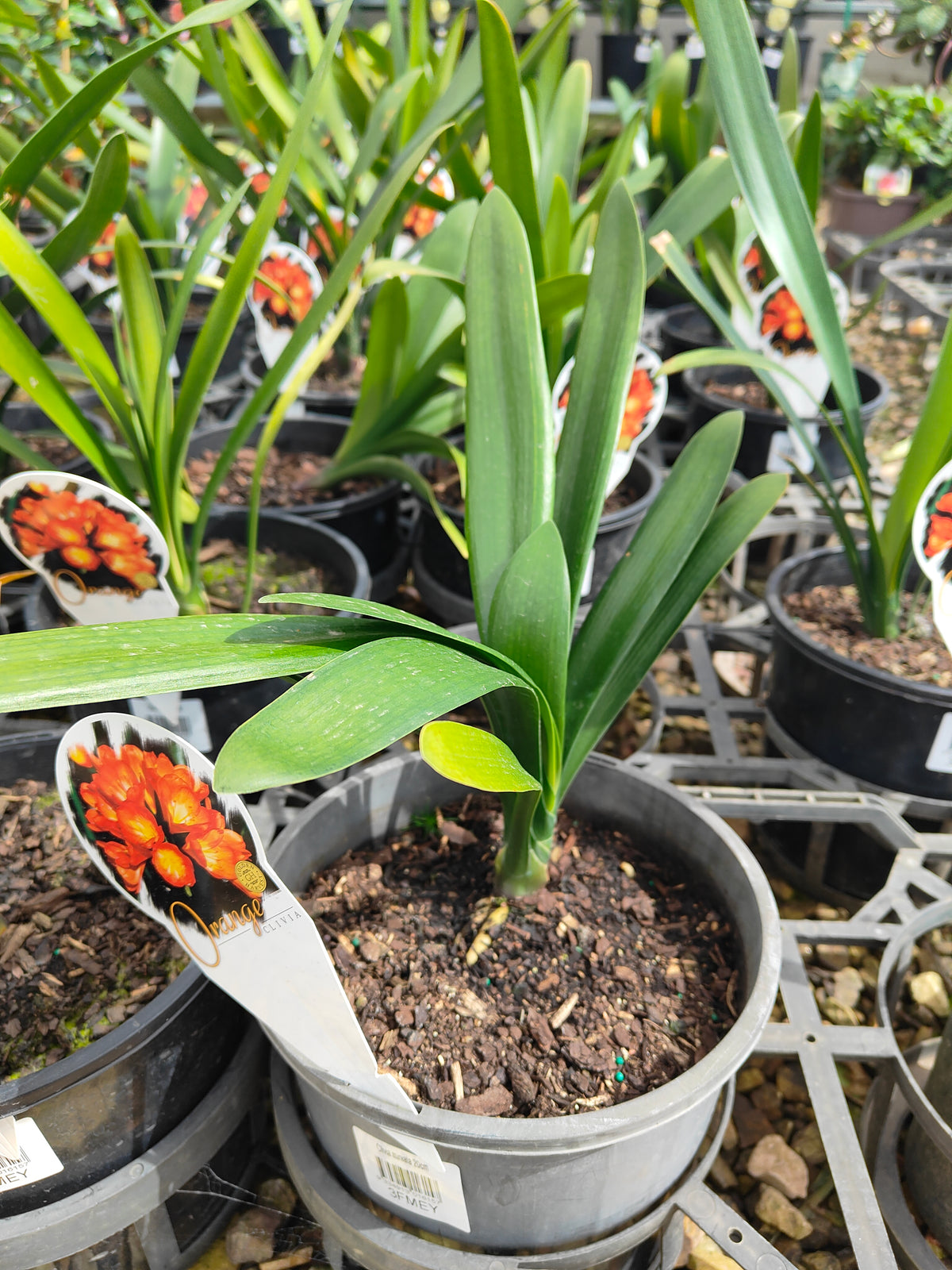 PL0032 Kaffir Lily, Bush Lily, Natal Lily, Clivia miniata 君子兰、灌木君子兰、纳塔尔百合 Pot Sizes: 14 cm, 20 cm, 30 cm