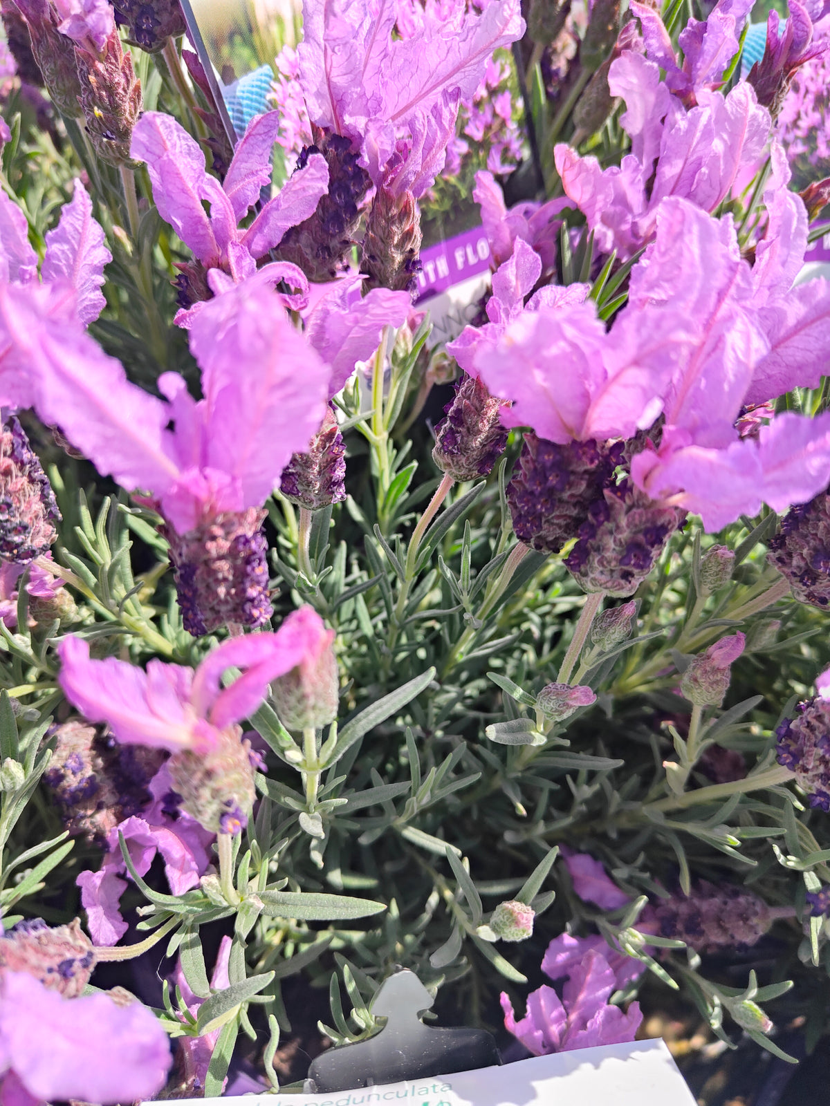 PL0035 French Lavender, Lavinnova, Lavandula pedunculata The Princess PBR 法国薰衣草、薰衣草 Pot Size: 14 cm