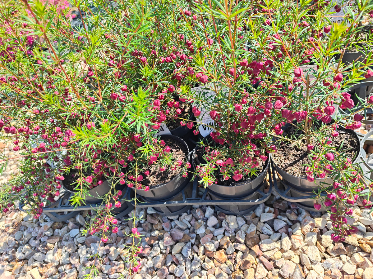 PL007 Boronia heterophylla, Boronia plant, 异叶波罗尼亚, 波罗尼亚, 14 cm pot