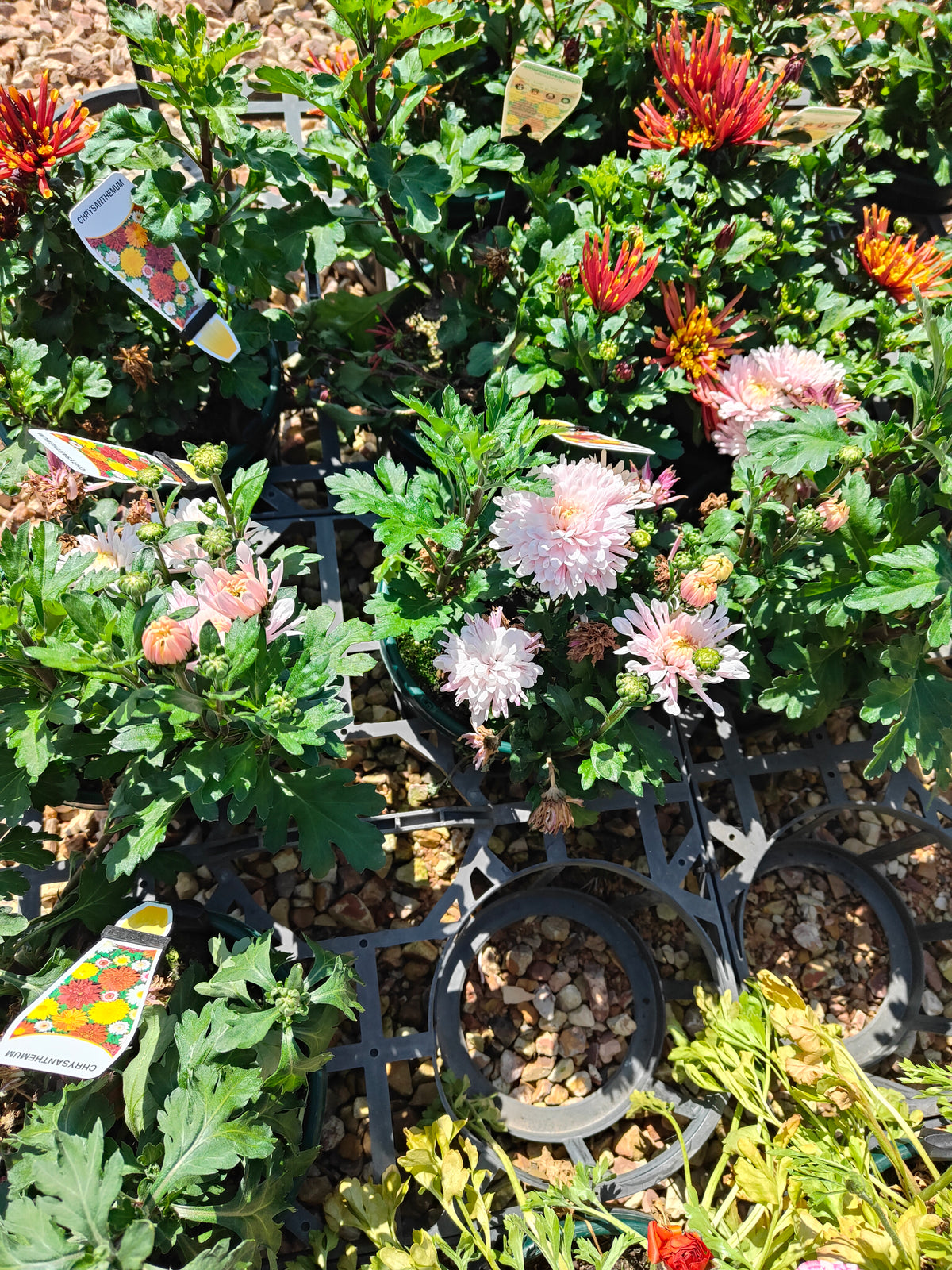 PL0012 Chrysanthemum morifolium, Chrysanthemum, 菊花, 20 cm pot