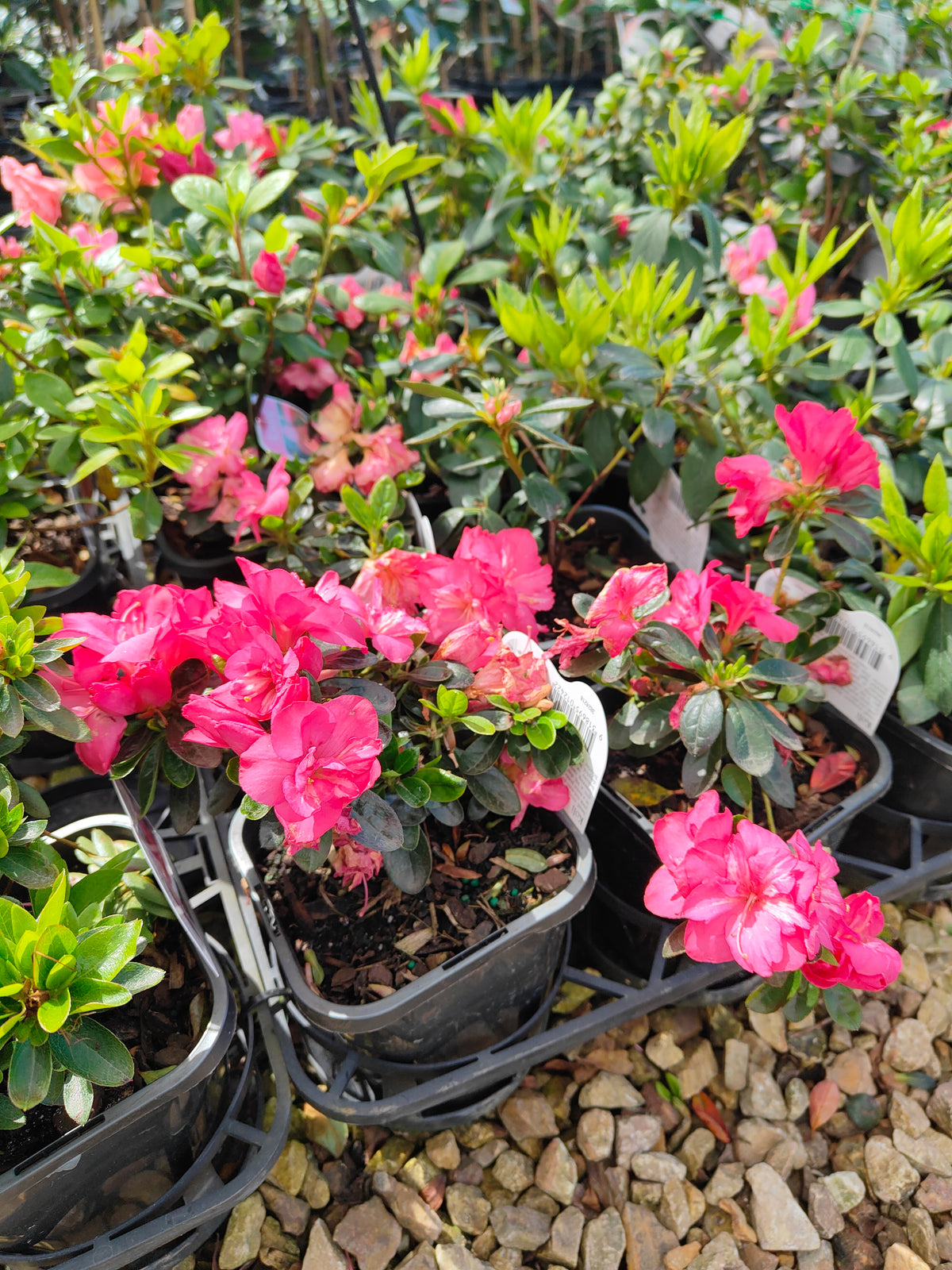 PL005 Azalea, Azalea Assorted, 杜鹃花, 14cm pot