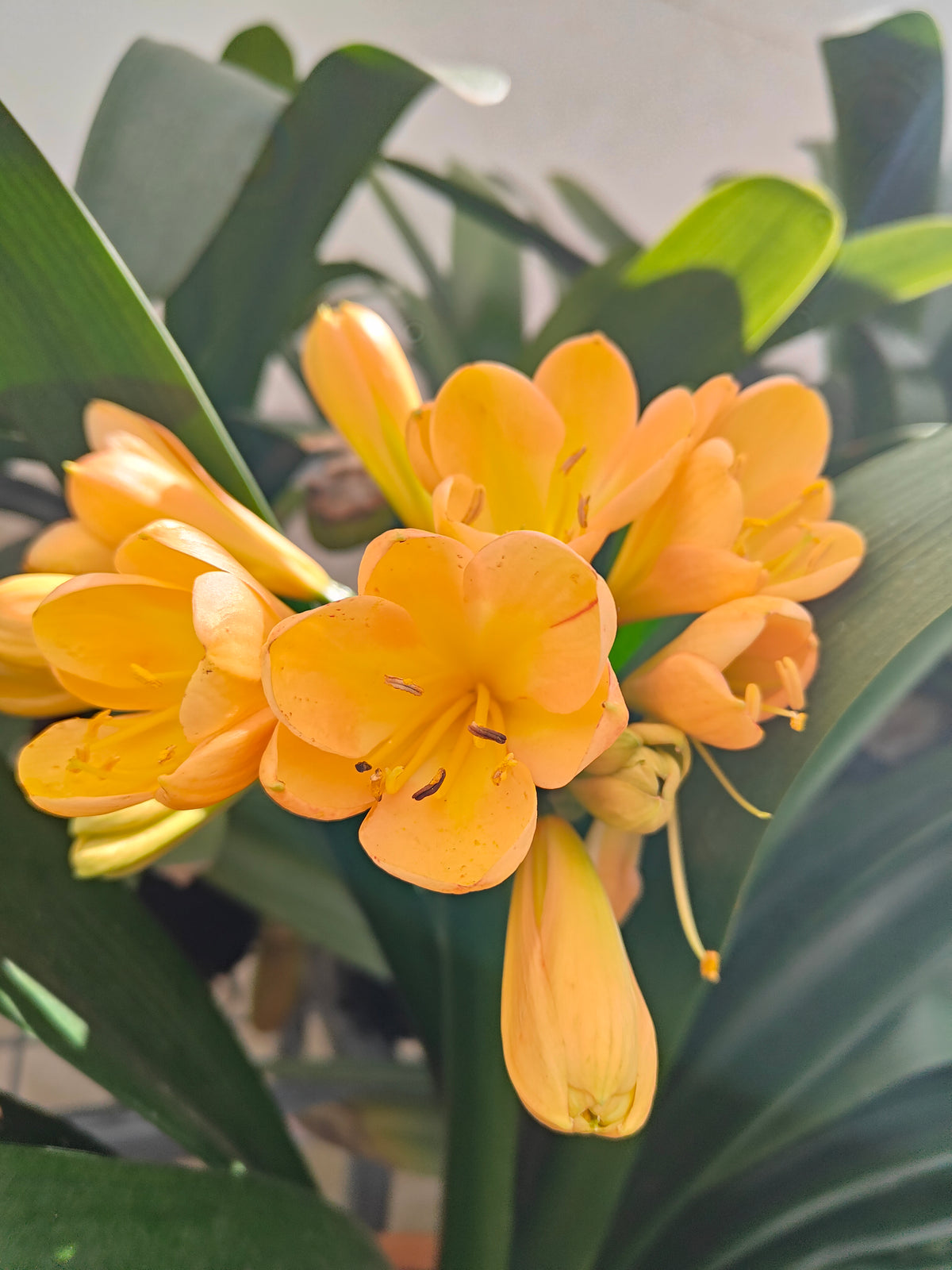 PL0013 Clivia European Peach, 欧洲蜜桃色君子兰, 17 cm & 25cm pot