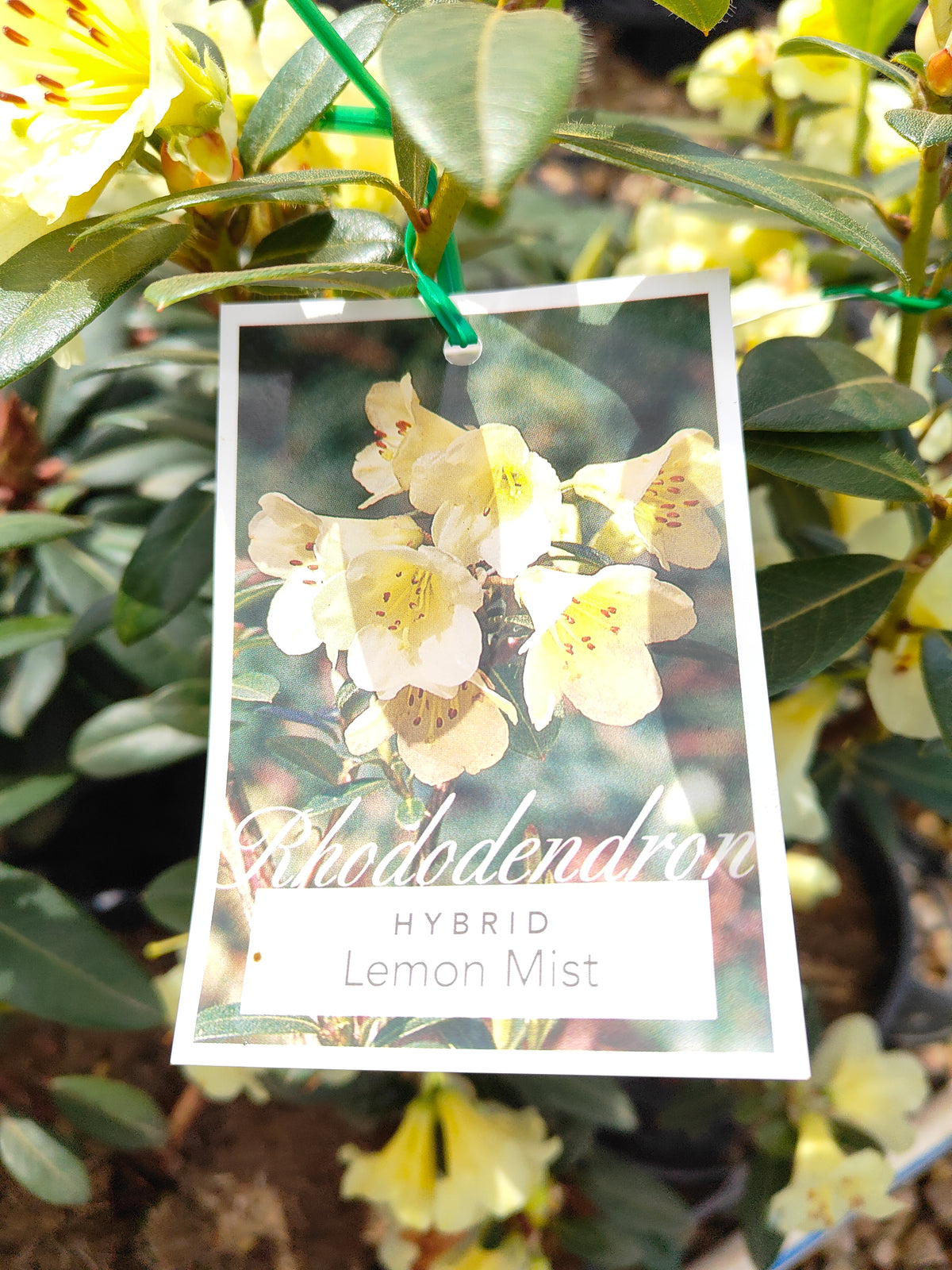 PL0038 Rhododendron, Rhododendron hybrida 杜鹃花 Pot Sizes: 20 cm, 40 cm
