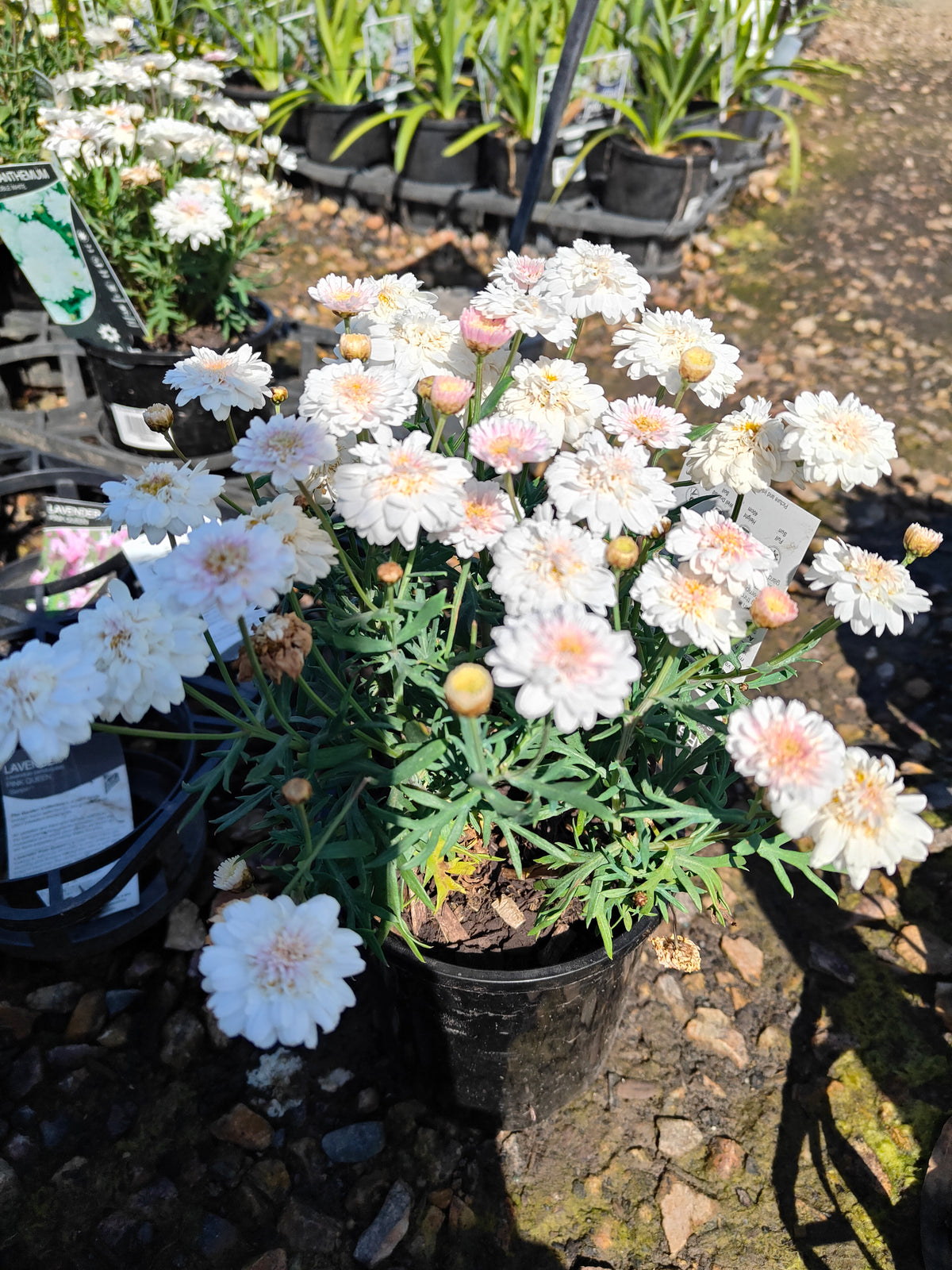 PL003 Marguerite Daisy, Paris Daisy, Federation Daisy, Argyranthemum frutescens Double White 重瓣白花木茼蒿 玛格丽特菊、巴黎雏菊、联邦雏菊, 14cm pot