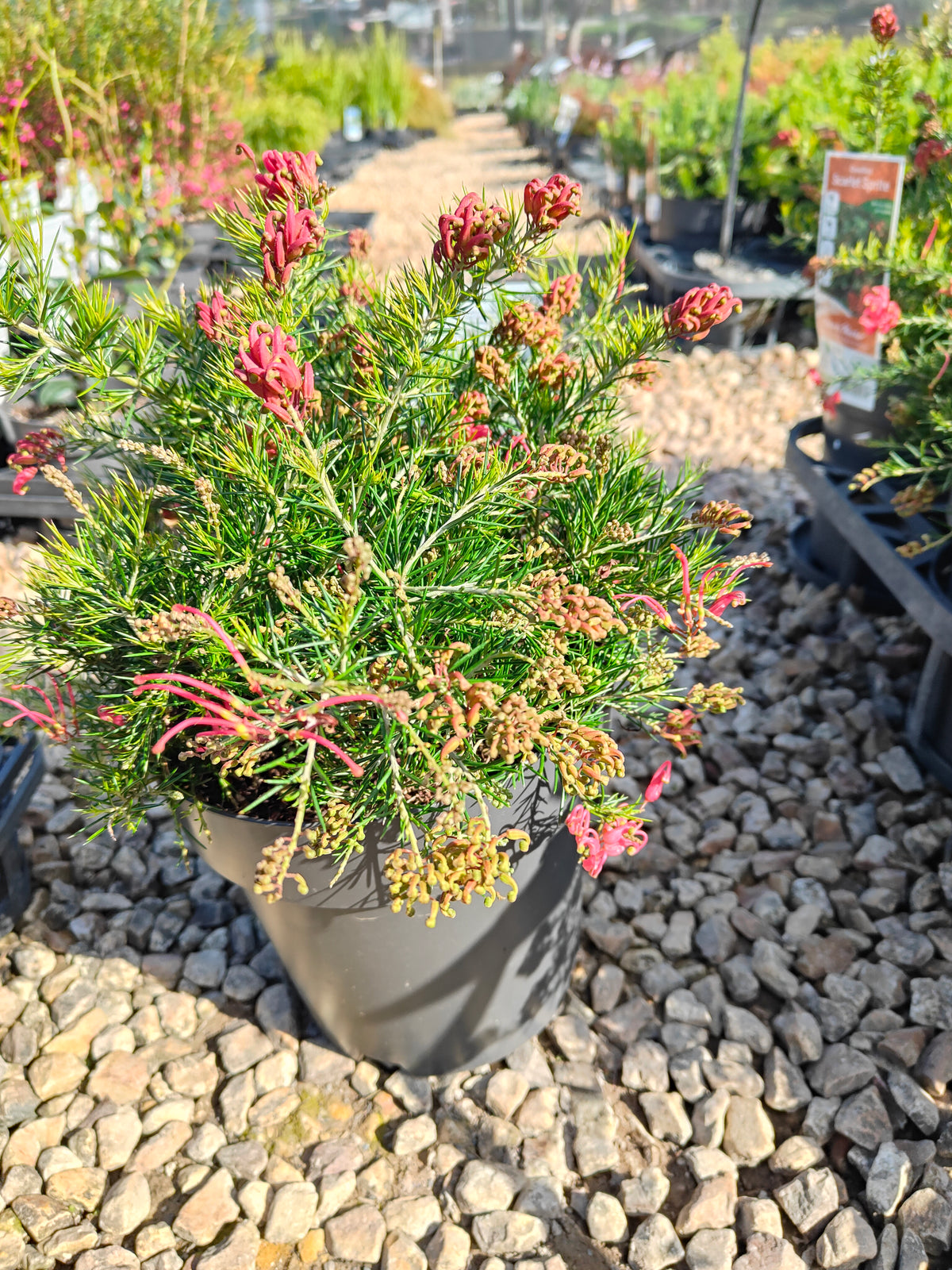 PL0024 Scarlet Sprite, Rosemary Grevillea, Grevillea rosmarinifolia 猩红精灵, 迷迭香叶银桦, 迷迭香叶银桦 Pot Size: 20 cm