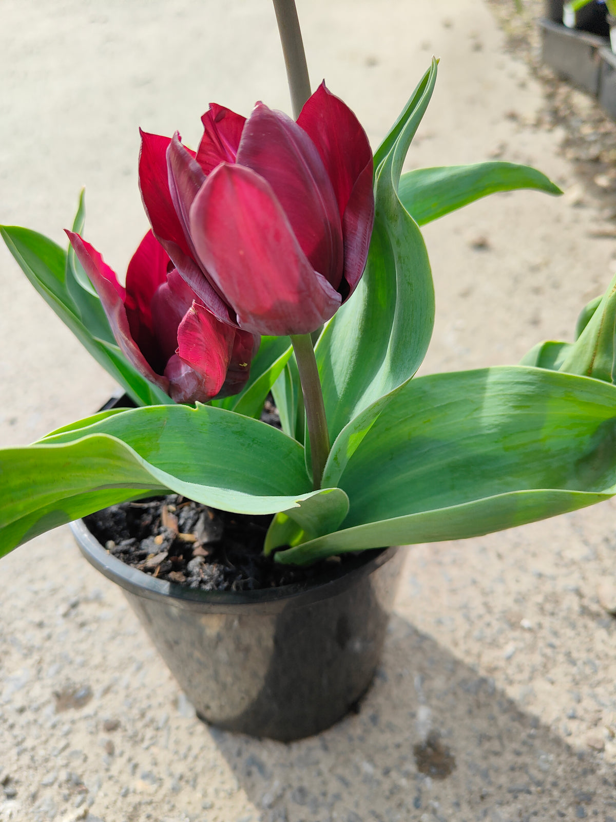 PL0043 Tulip, Tulipa hybrida Ronaldo, 郁金香 Pot Size: 14 cm