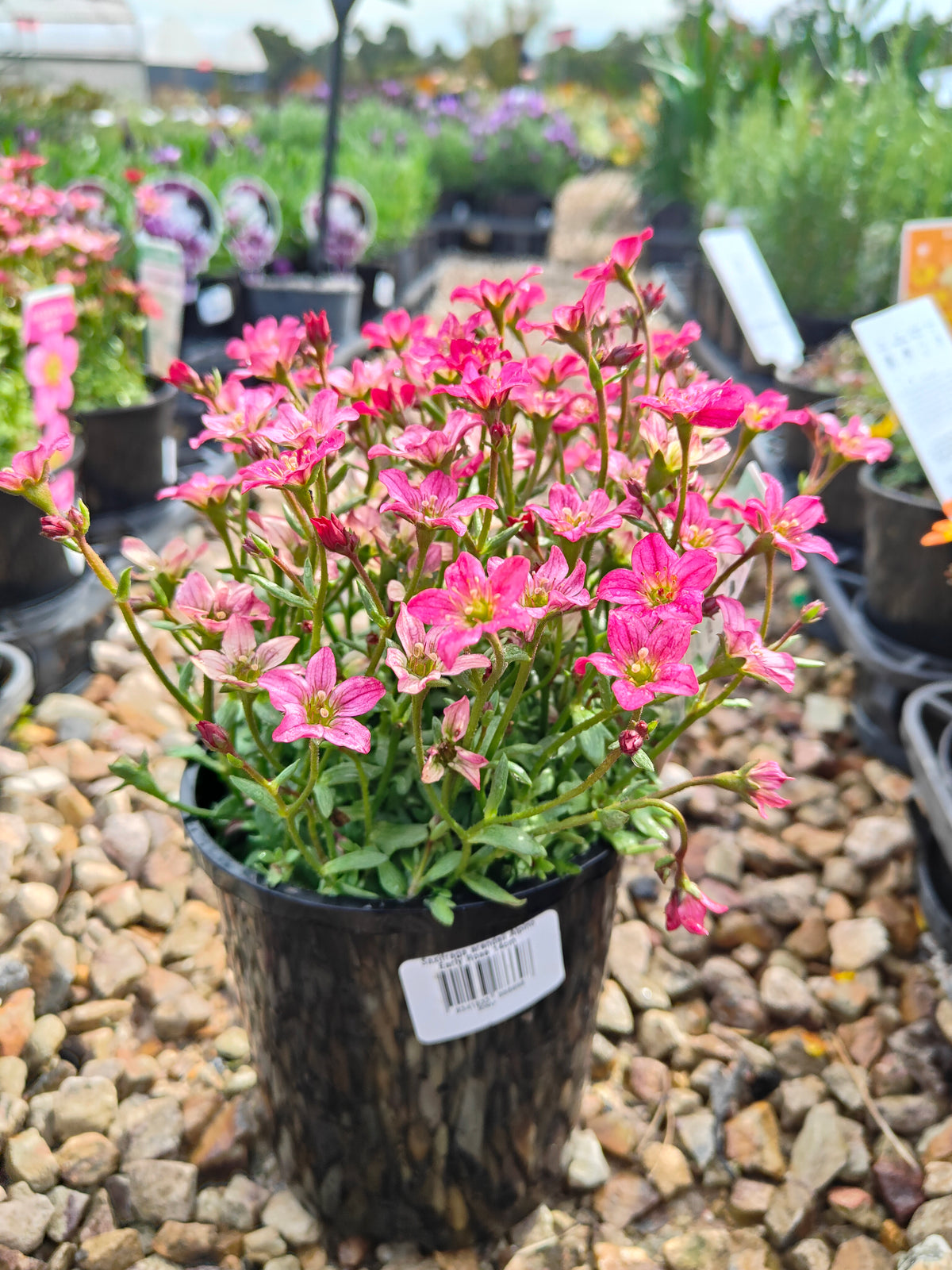PL0040 Saxifrage, Rockfoil, Saxifraga arendsii Alpino, Early Rose 虎耳草、岩生虎耳草、高山虎耳草品种、早玫瑰 Pot Size: 14 cm