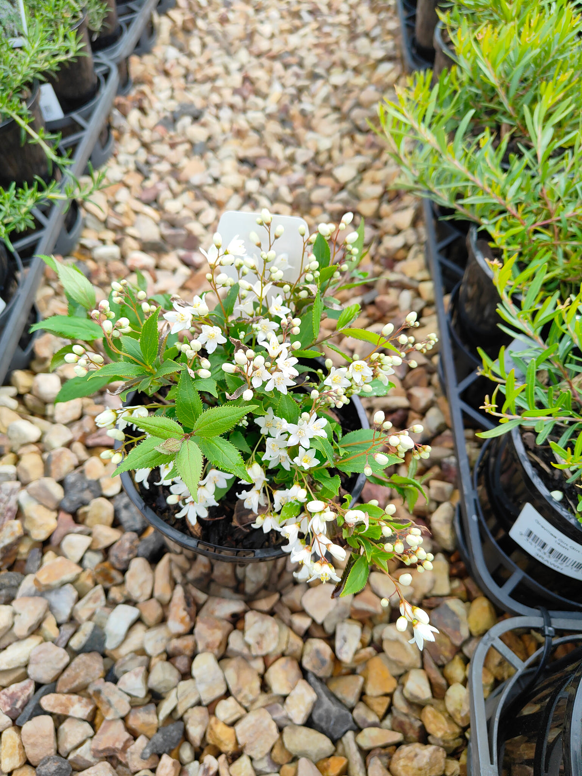 PL0017 Slender Deutzia, Deutzia gracilis Nikko 小溲疏 Pot Size: 14 cm
