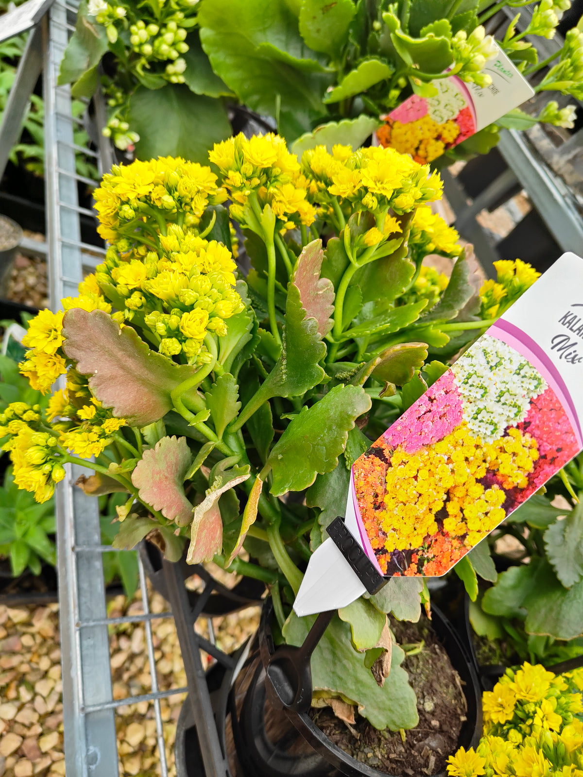 PL0028 Flaming Katy, Succulent, Kalanchoe hybrida, Kalhyb,长寿花,多肉植物, 14cm pot size
