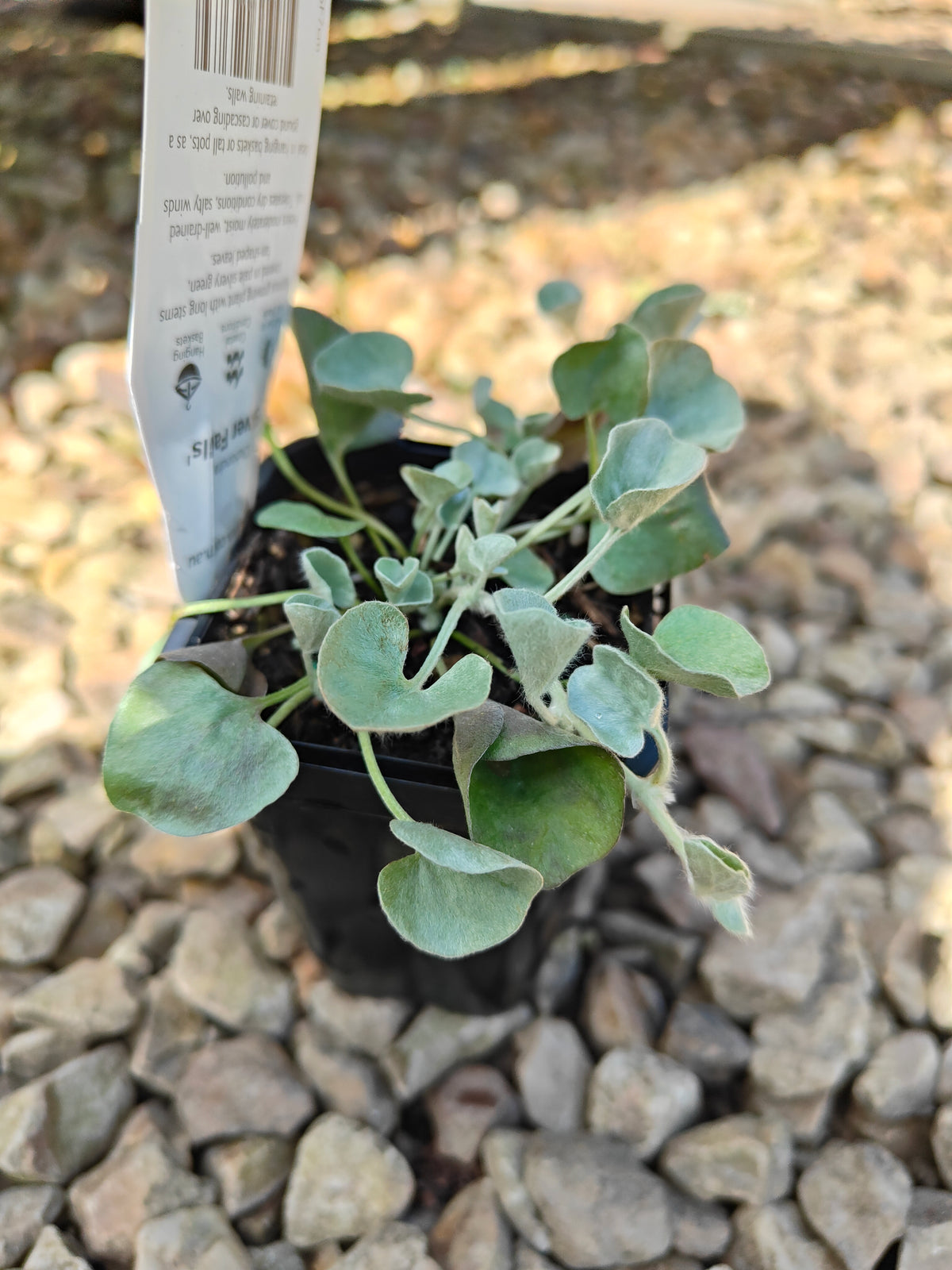 PL0065 Silver Kidney Weed, Silver Kidney Grass, Dichondra argentea Silver Falls, 银叶马蹄金、银叶肾形草, 14 cm Pot