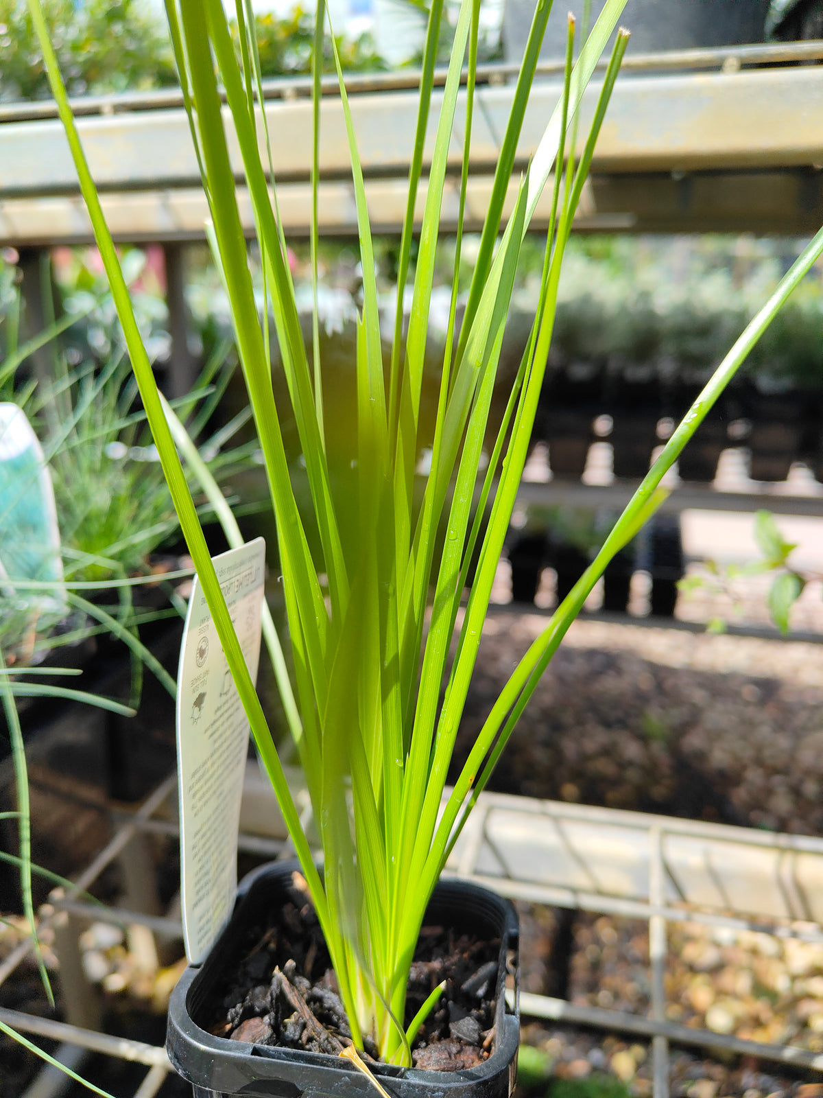 PL0064 Mat Rush, Lomandra confertifolia Echidna Grass, 澳洲草灯心草, 14 cm Pot