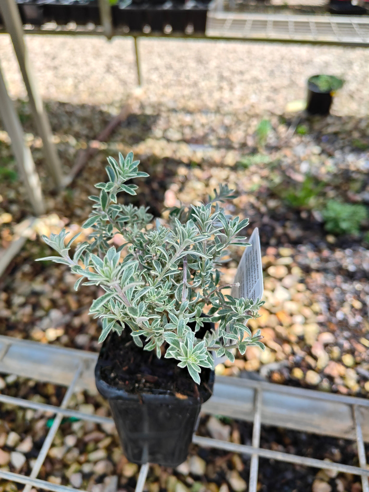PL0058 Native Rosemary, Coastal Rosemary, Coast Rosemary, Westringia fruticosa Smokey, 澳洲迷迭香、海滨迷迭香、沿海迷迭香, 7 cm Pot