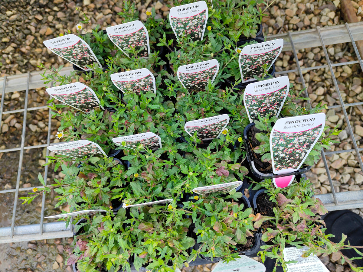 PL0051 Seaside Daisy, Erigeron karvinskianus 海滨小雏菊 加勒比飞蓬, 7-14cm pot
