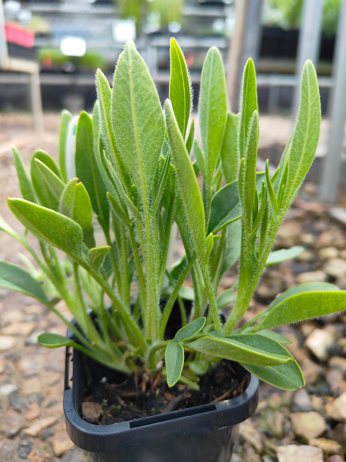 PL0050 Coreopsis, Golden Tickseed, Coreopsis grandiflora Early Sunrise 金鸡菊 早安金鸡菊, 100mm pot