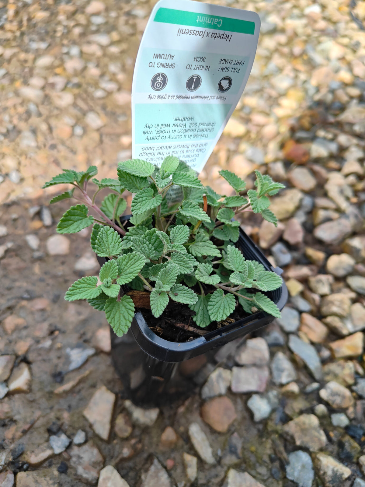 PL0048 Catmint, Faassens Catnip, Herb, Nepeta Faassenii Walkers Blue 沃克蓝假荆芥 猫薄荷, 14 cm pot