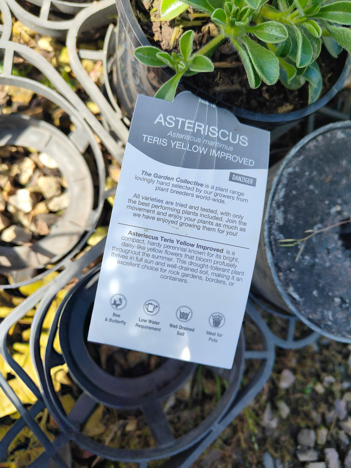 PL004 Sea Aster, Sea Daisy, Asteriscus maritimus, 海滨星菊、海雏菊, 14 cm pot