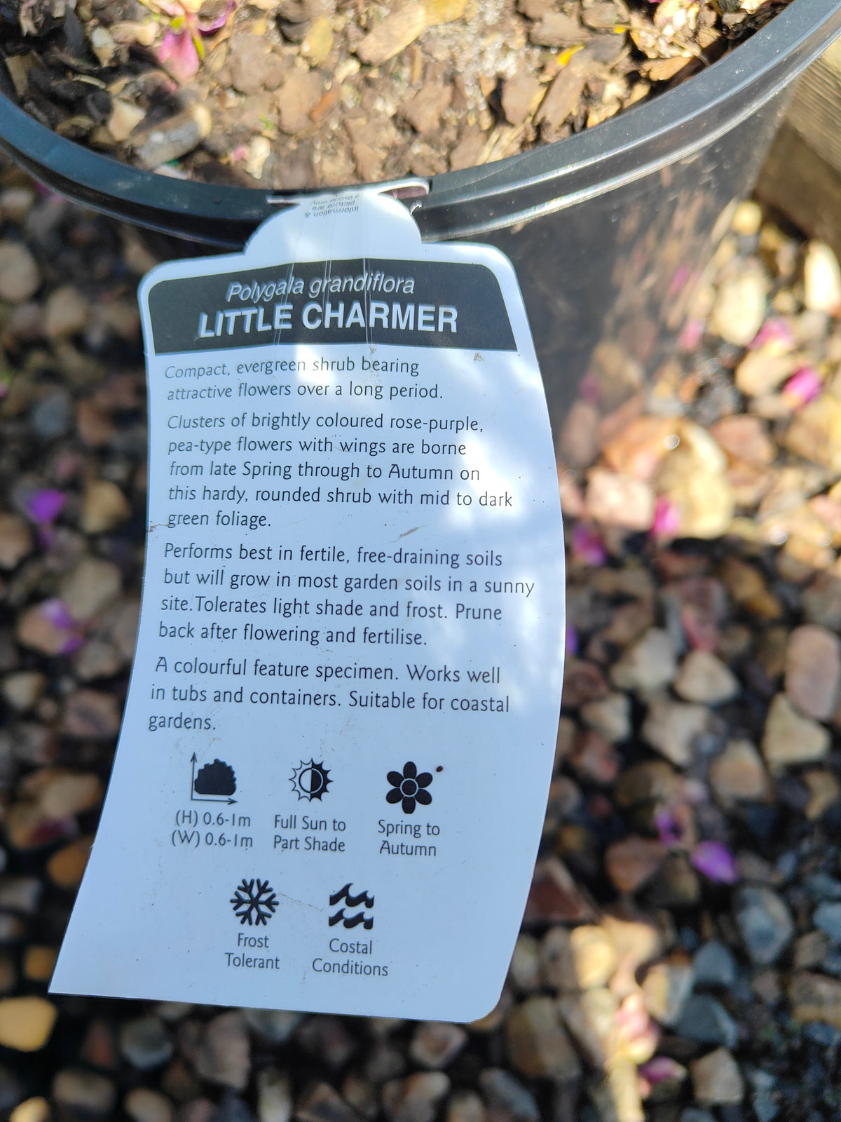 PL0029 Little Charmer, Dwarf Polygala, Sweet Pea Shrub, Polygala grandiflora 小迷人”远志、矮生远志、香豌豆灌木、大花远志 Pot Size: 14 cm, 20 cm