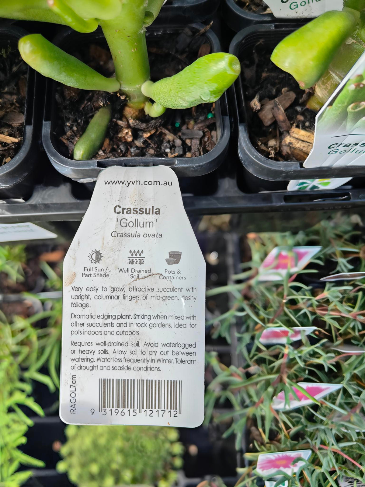 PL0070 Jade Plant, Jade Tree, Succulent, Crassula ovata Gollum, 玉树、燕子掌、多肉植物, 7 cm Pot