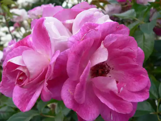 MR002 Bush Roses Brilliant Pink Iceberg (PBR)