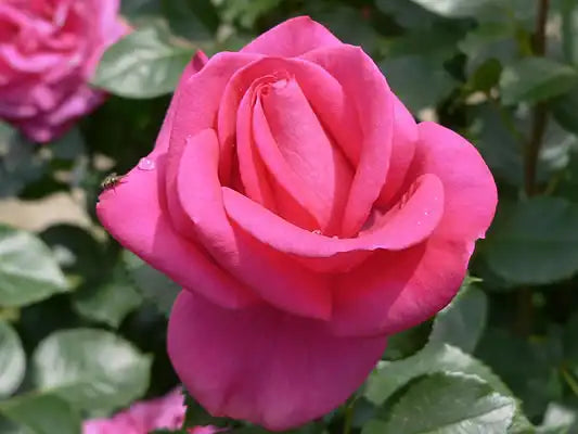 MR008 Bush Roses In Appreciation (PBR)