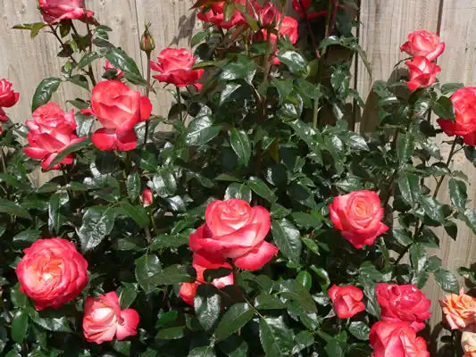 MR011 Bush Roses Joy Of Life (PBR)