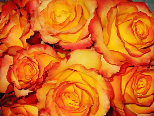 MR016 Bush Roses Tequila Sunrise (PBR)