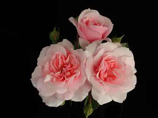MR164 Standard Roses - 70cm (2.5ft) Bonica
