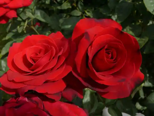 MR165 Standard Roses - 70cm (2.5ft) Camp David