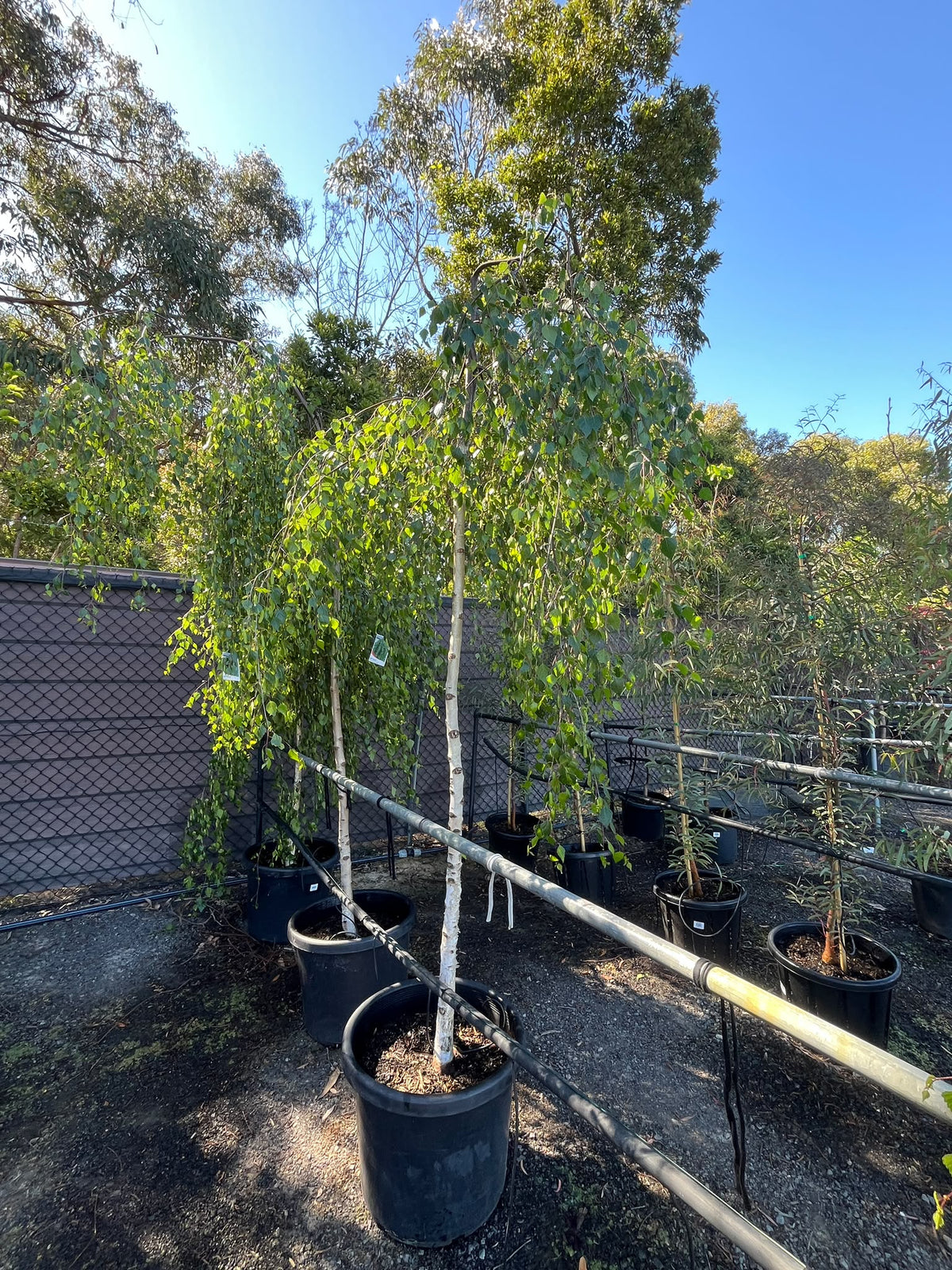 PL0127 Weeping Birch, Weeping Silver Birch, Betula pendula Youngii, 垂枝银桦, 50 cm Pot