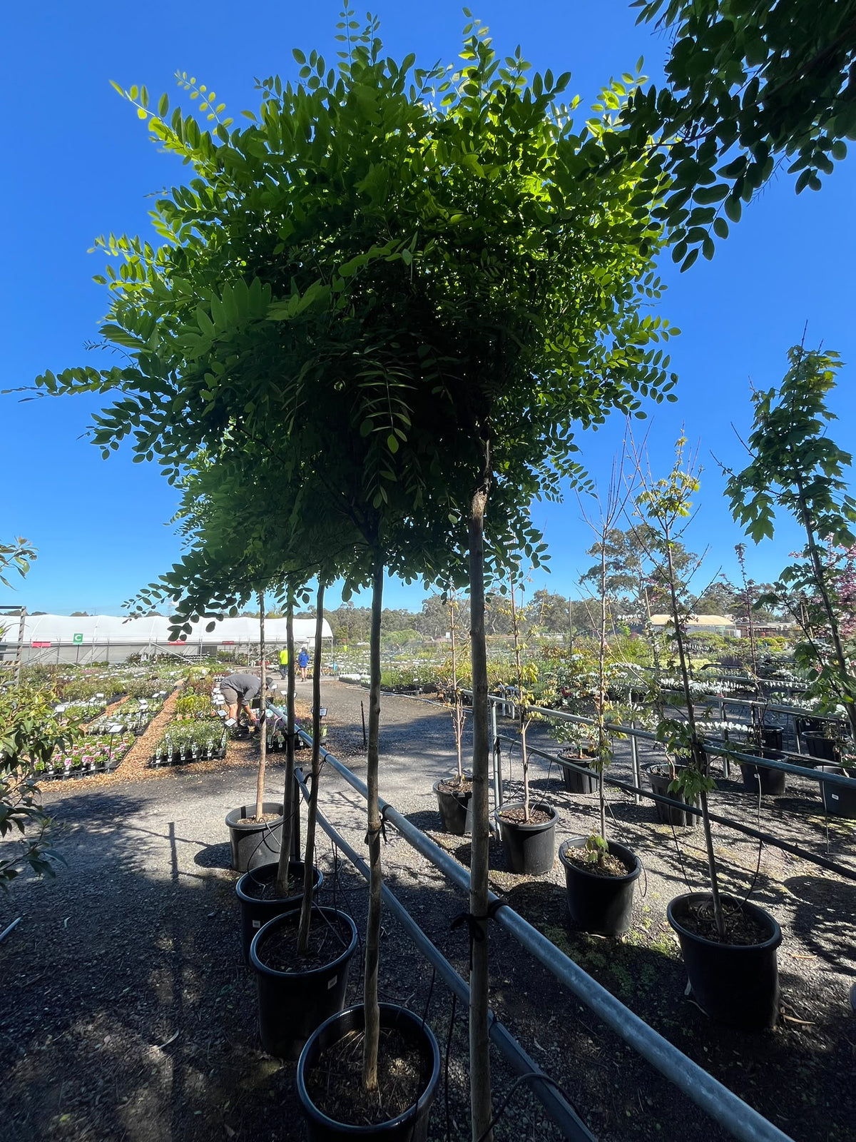 PL0132 Mop Top Robina, Black Locust, False Acacia, Robinia pseudoacacia Umbraculifera, 球冠刺槐, 40 cm Pot