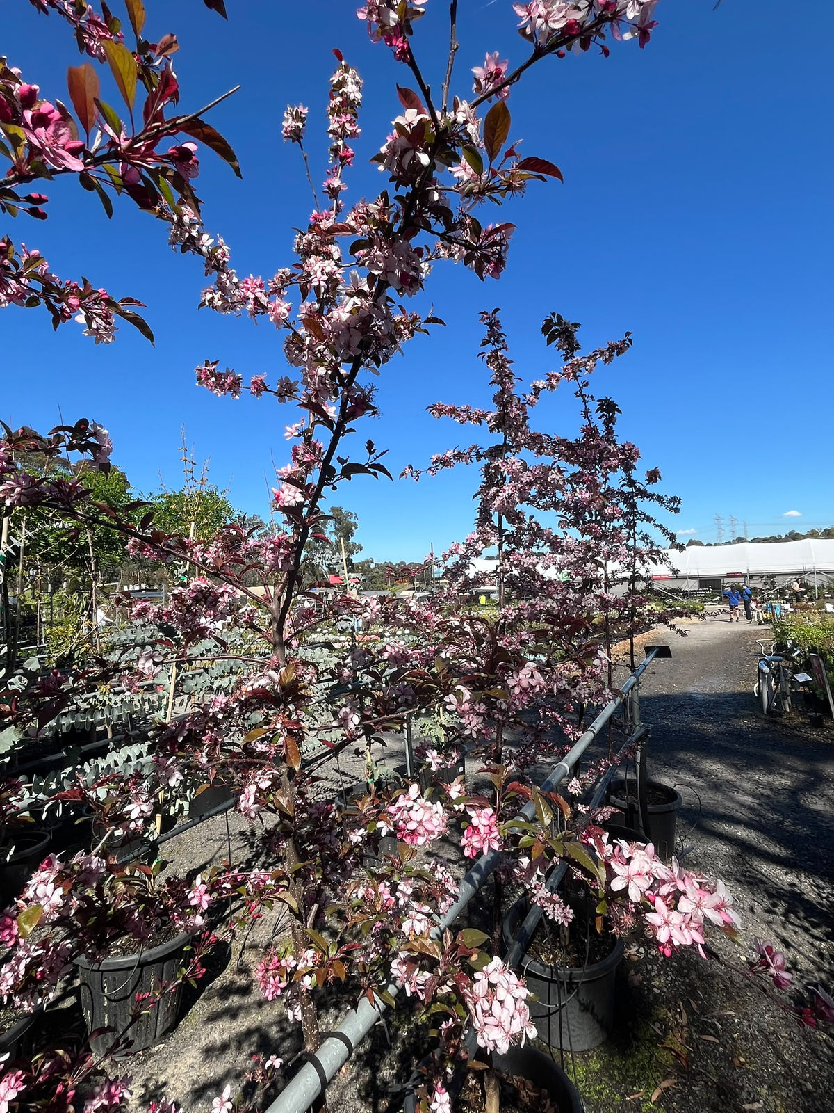 PL0135 Cut Leaf Crabapple, JFS-KW5, Crab Apple, Malus transitoria Royal Raindrops, 观赏海棠, 40 cm Pot