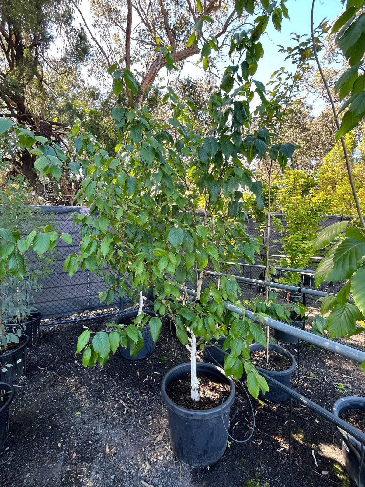 PL0141 Himalayan White Barked Birch, West Himalayan Birch, Betula utilis Jacquemontii, 喜马拉雅白皮桦, 50 cm Pot