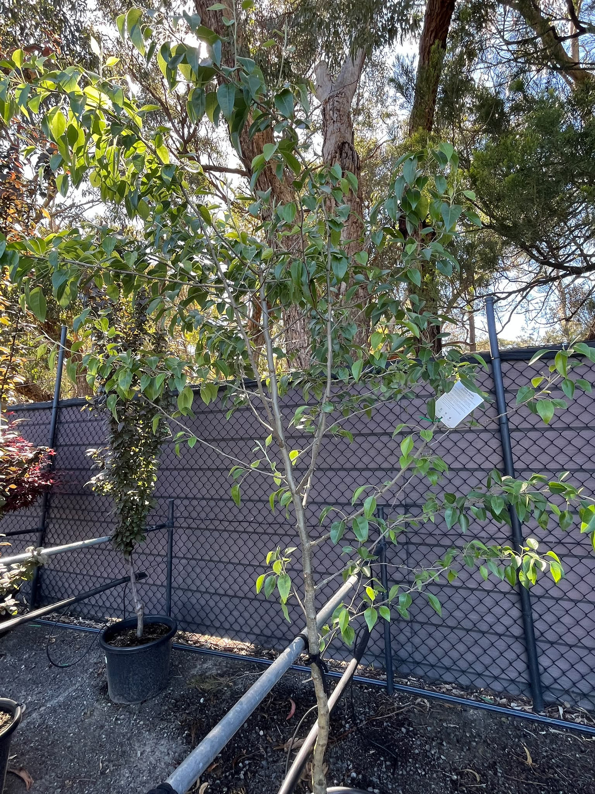 PL0144 Snow Pear, Pyrus nivalis, 雪梨, 40 cm Pot