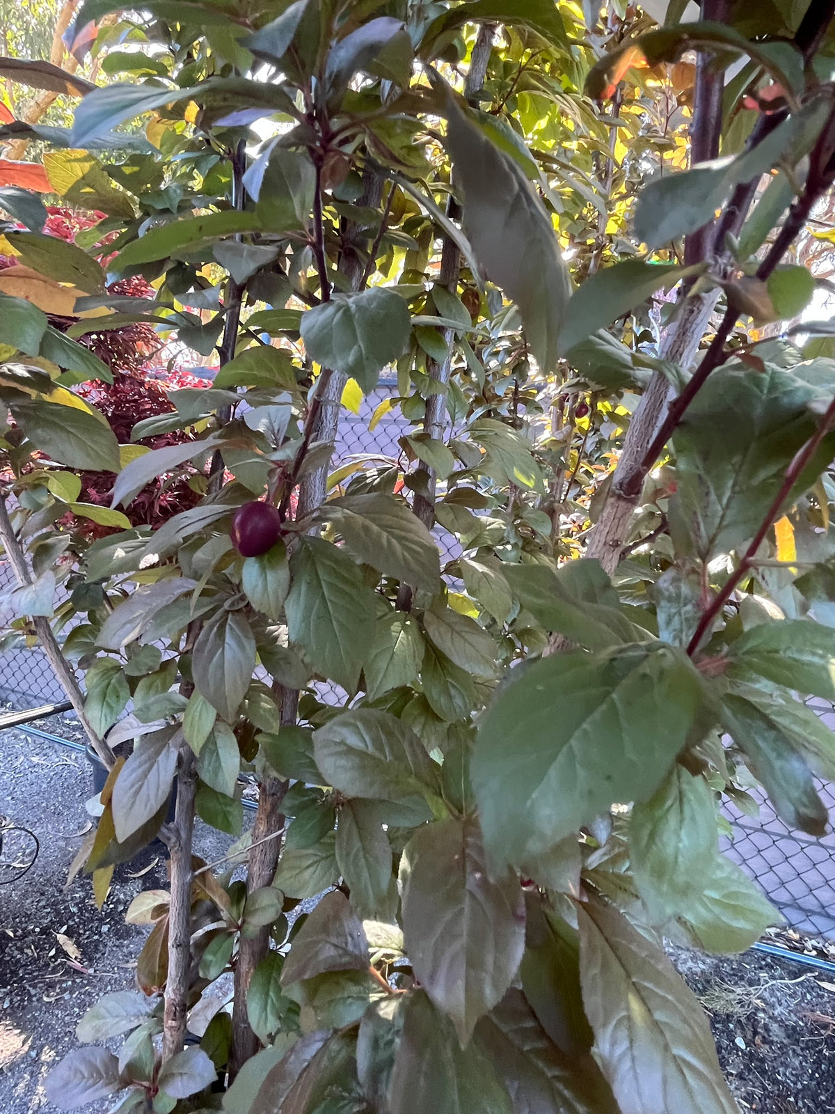 PL0145 Upright Purple Leaf Cherry Plum, Flowering Plum, Canada Plum, Prunus cerasifera Nigra Fastigiata, 直立紫叶李, 40 cm Pot