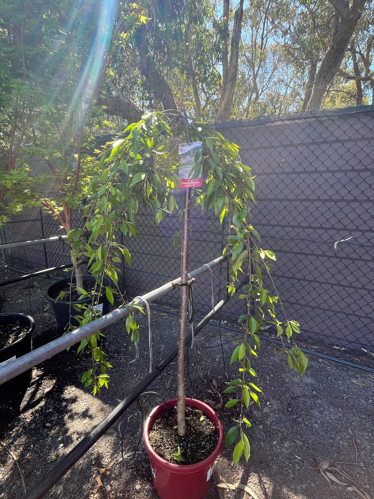 PL0148 Pink Weeping Cherry, Prunus Pisnshzam Pink Snow Showers, 粉花垂枝樱, 30 cm Pot