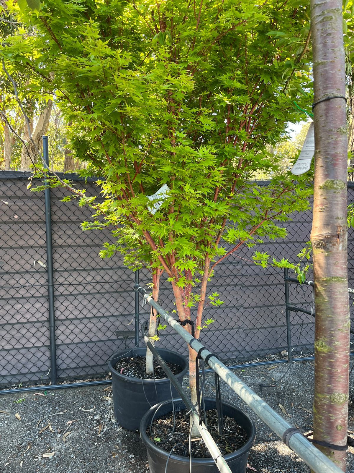 PL0151 Japanese Maple, Coral Bark Maple, Acer palmatum Senkaki, 珊瑚皮日本枫, 60 cm Pot