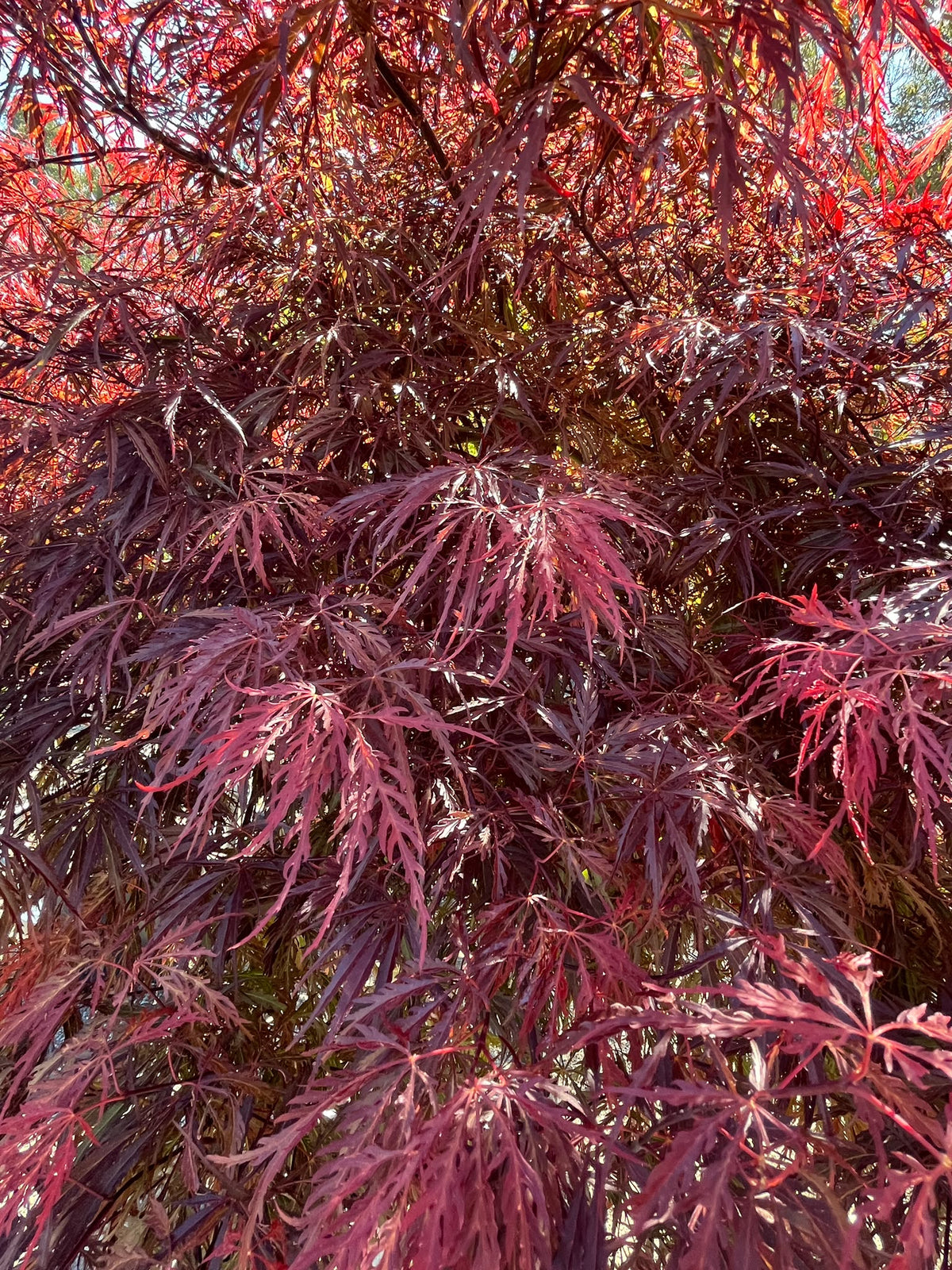 PL0158 Weeping Maple, Red Weeping Japanese Maple, Purple Weeping Japanese Maple, Acer palmatum Dissectum Atropurpureum, 紫叶垂枝日本枫, 60 cm Pot