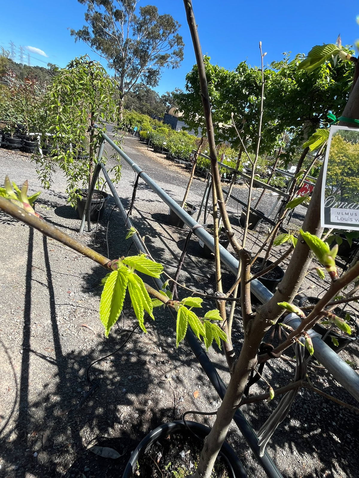 PL0162 Golden Elm, Ulmus procera Louis van Houtte, 金叶榆, 40 cm Pot
