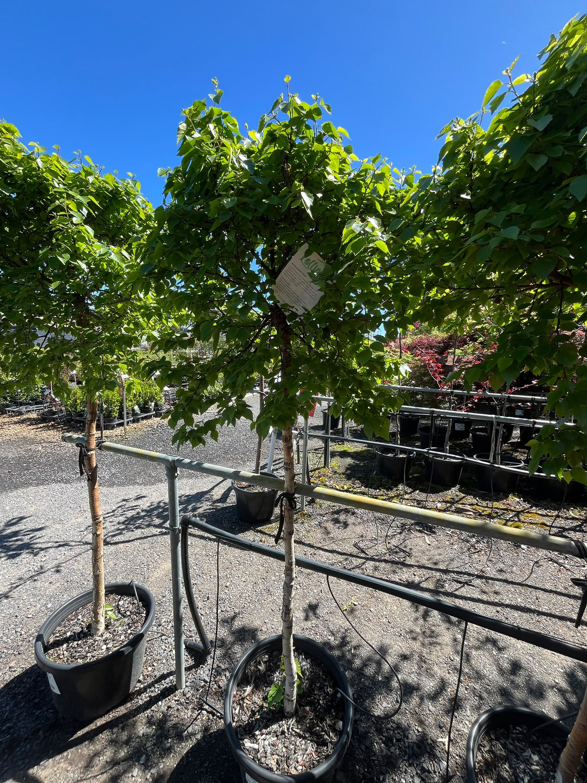 PL0163 Lollipop Birch, Betula pendula Globe, 球冠银桦, 40 cm Pot