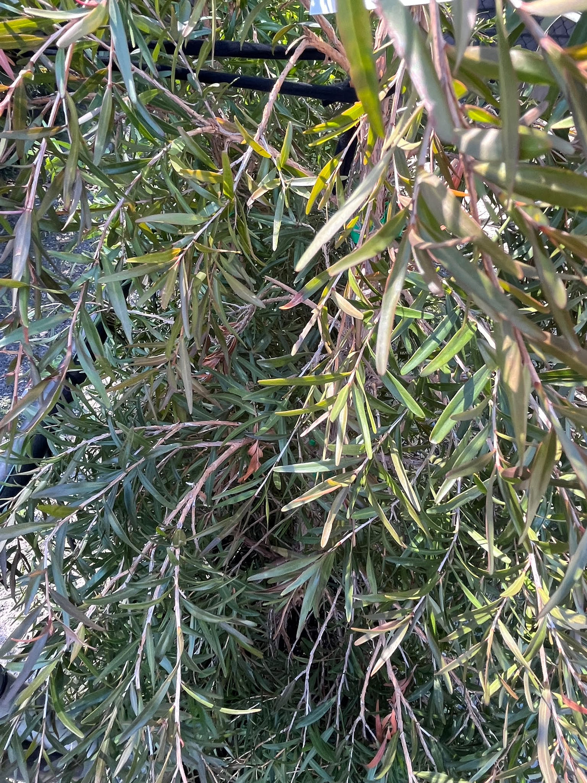 PL0166 Lemon Scented Tea Tree, Leptospermum petersonii Copper Glow, 柠檬香茶树, 40 cm Pot