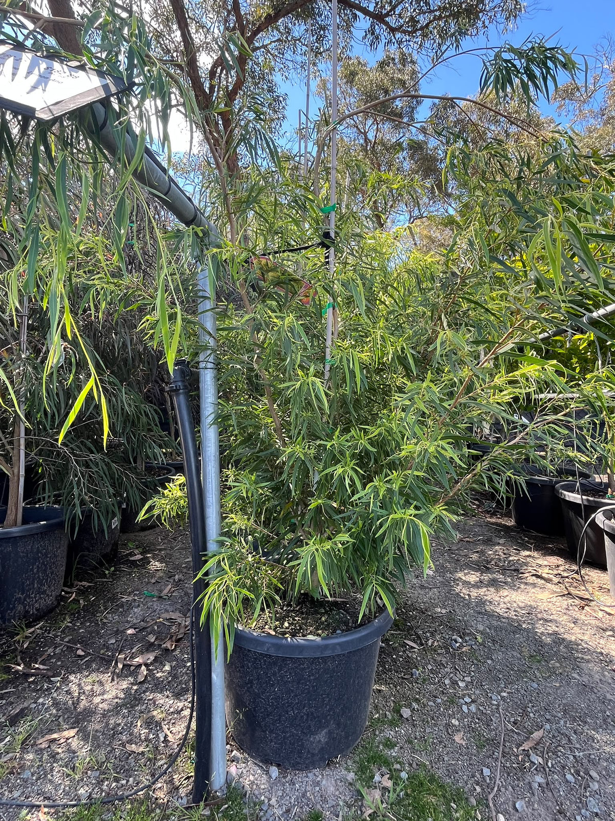 PL0172 Willow Myrtle, Willow Peppermint, WA Peppermint, Agonis flexuosa Lemon And Lime, 垂枝香柳, 40 cm Pot