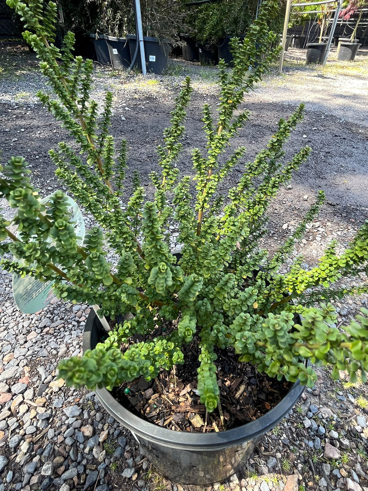 PL0182 Alpine Mint Bush, Prostanthera cuneata Cool Mint, 高山薄荷灌木, 20 cm Pot