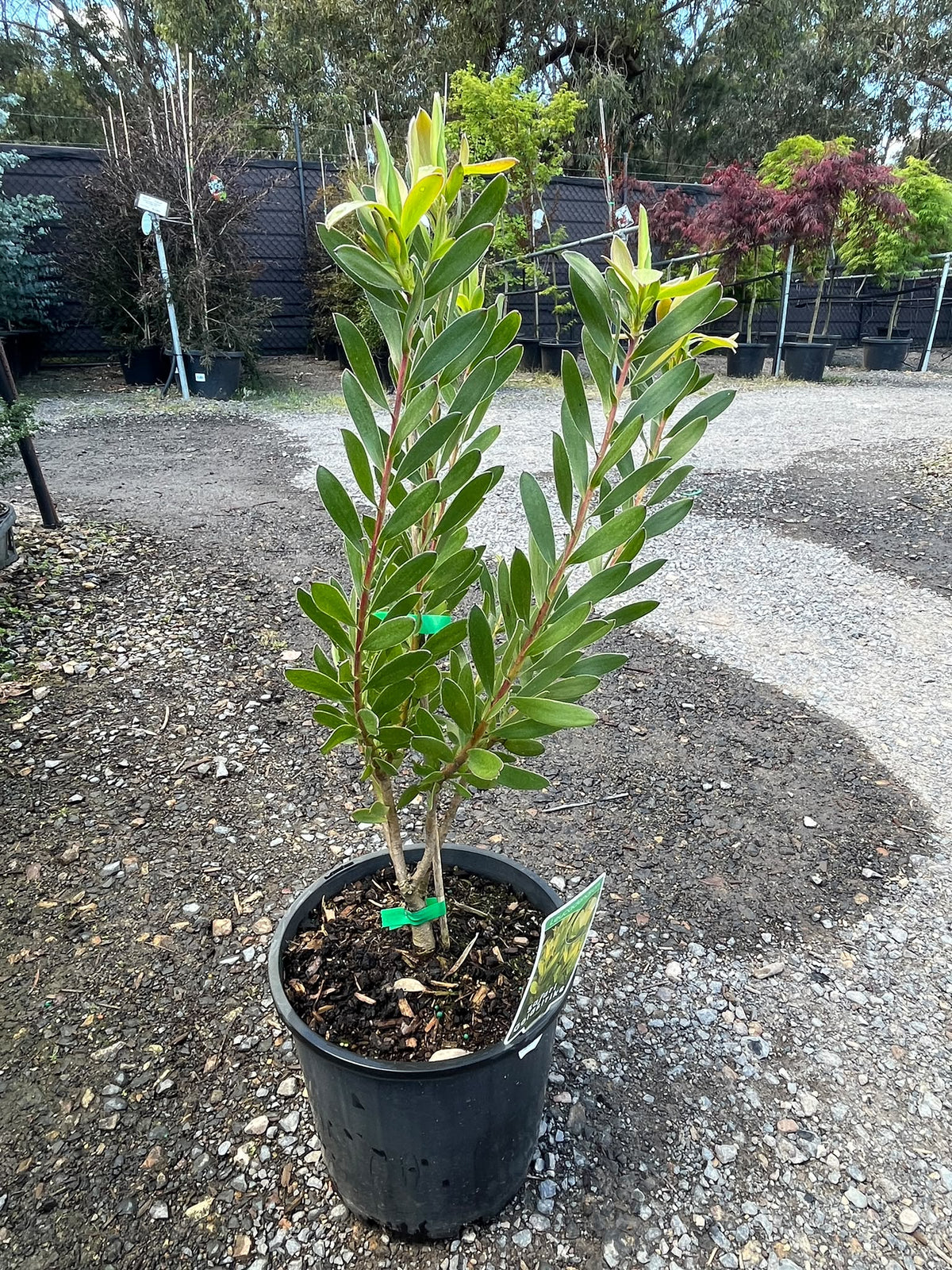 PL0183 Conebush, Leucadendron salignum Safari Goldstrike, 银叶树, 20 cm Pot