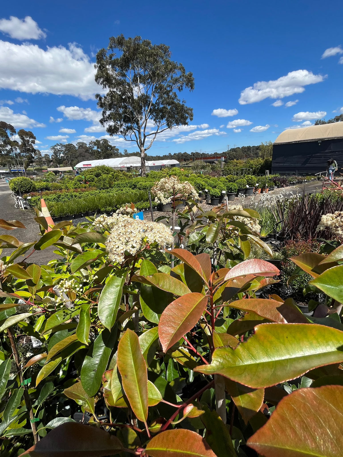 PL0189 Red Leaved Photinia, Photinia fraseri Robusta, 红叶石楠, 25 cm Pot