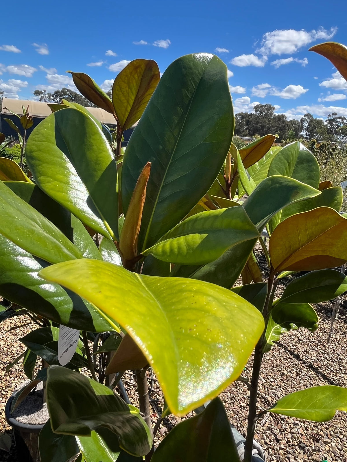 PL0192 Southern Magnolia, Bull Bay, Magnolia grandiflora Coolwyn Gloss, 广玉兰, 30 cm Pot