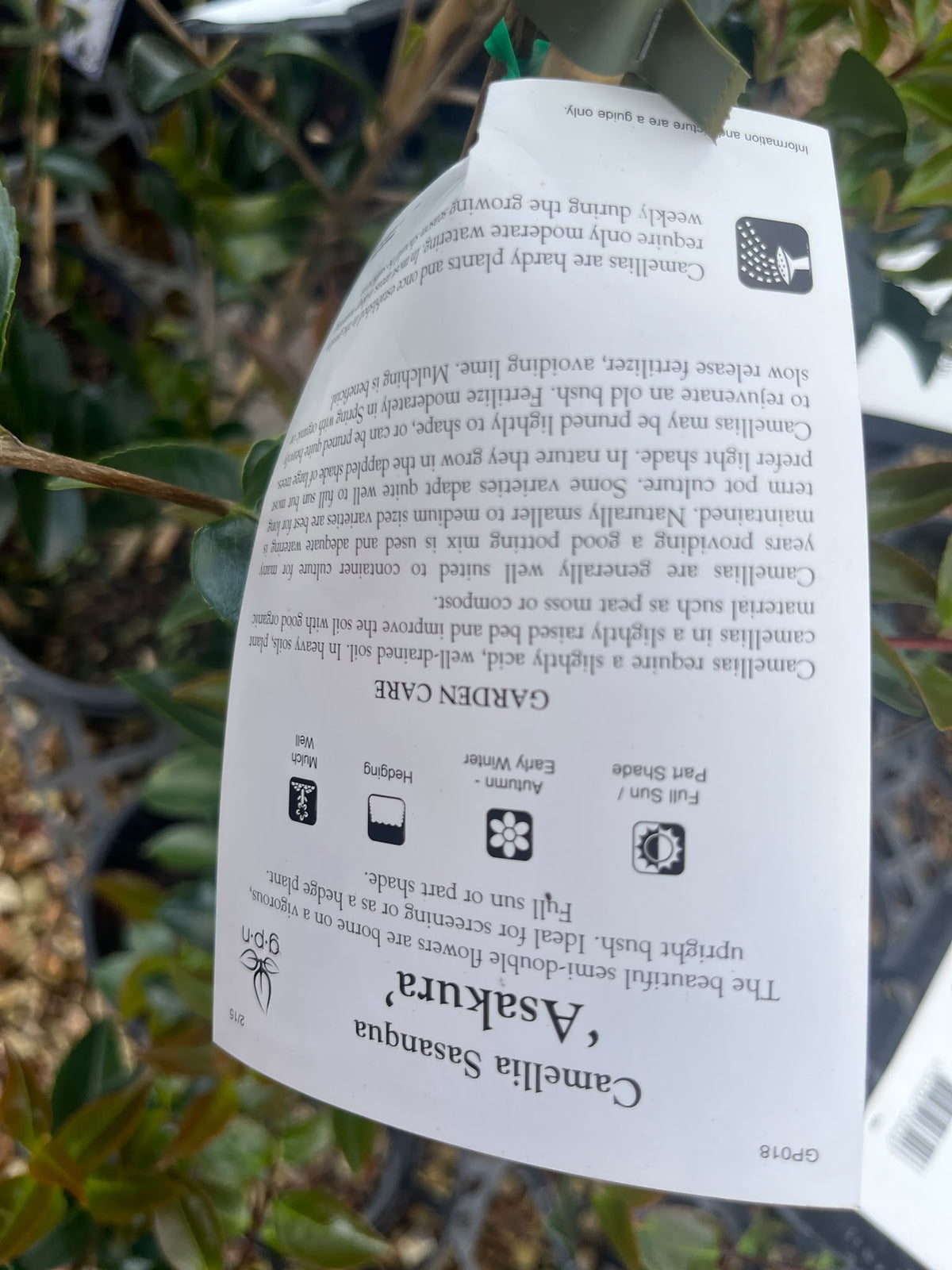 PL0208 Sasanqua Camellia, Camellia sasanqua Edna Butler, 茶梅, 20 cm Pot